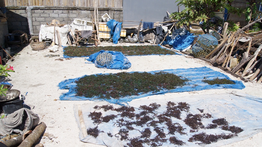   -   (Lembongan island) - .